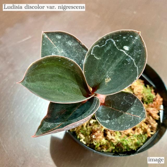 ルディシア ディスカラー ニグレスセンス (ジュエルオーキッド 宝石蘭