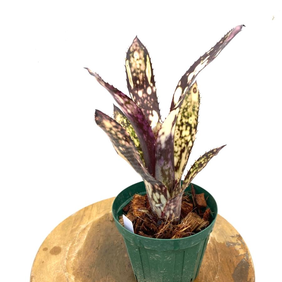 ちゃっきーBillbergia Huay Sok W オビワン　ベリーB ちゃっきーBillbergia Huay Sok W オビワン ベリーB Billbergia 'Obi