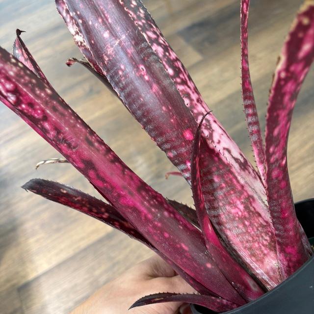 ブロメリア・エアープランツ Billbergia Kolan  flake アポクラ Billbergia 'Kolan Apocalyptic' × 'Kolan Crunch