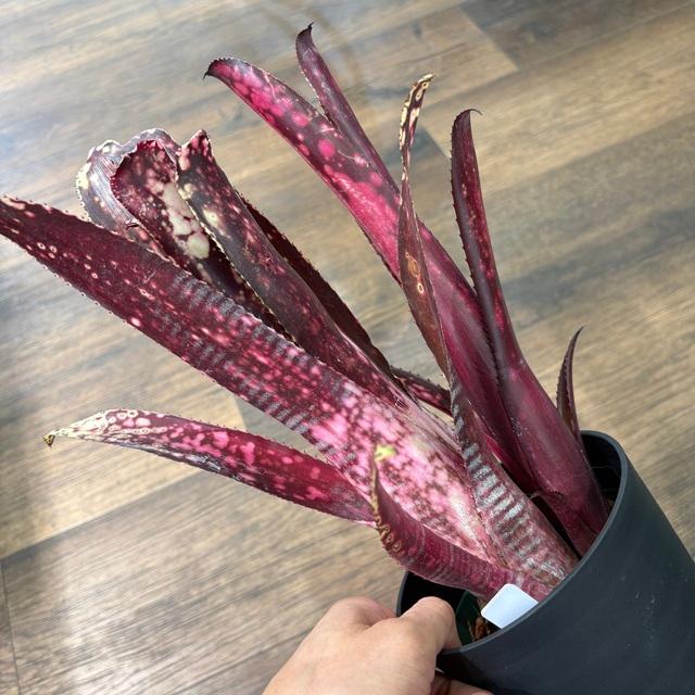 現品) ビルベルギア 'バッカニア' (No.62491) (観葉植物 おしゃれ