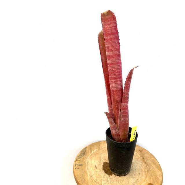 ブロメリア・エアープランツ Billbergia La vie en rose 現品) ビルベルギア 'ラヴィアンローズ' (No.62494) (観葉植物