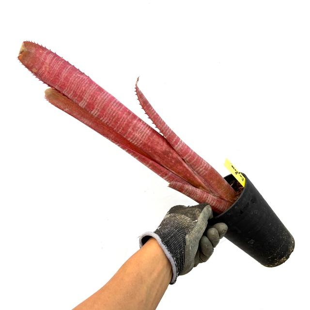 ブロメリア・エアープランツ Billbergia La vie en rose Billbergia 'La Vie en Rose' - メルカリ