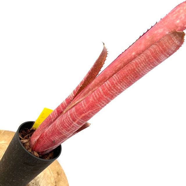 ブロメリア・エアープランツ Billbergia La vie en rose 現品) ビルベルギア 'ラヴィアンローズ' (No.62494) (観葉植物
