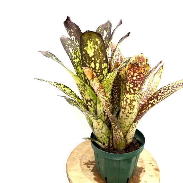 現品) ビルベルギア 'Huay Sok White' (No.62495) (観葉植物 おしゃれ