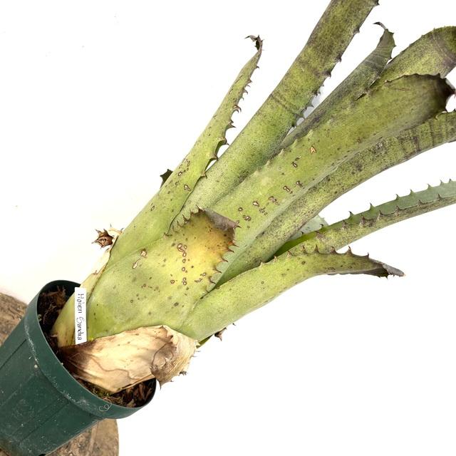 現品) ホヘンベルギア sp.サンドラズマウンテン (No.62503) (観葉植物