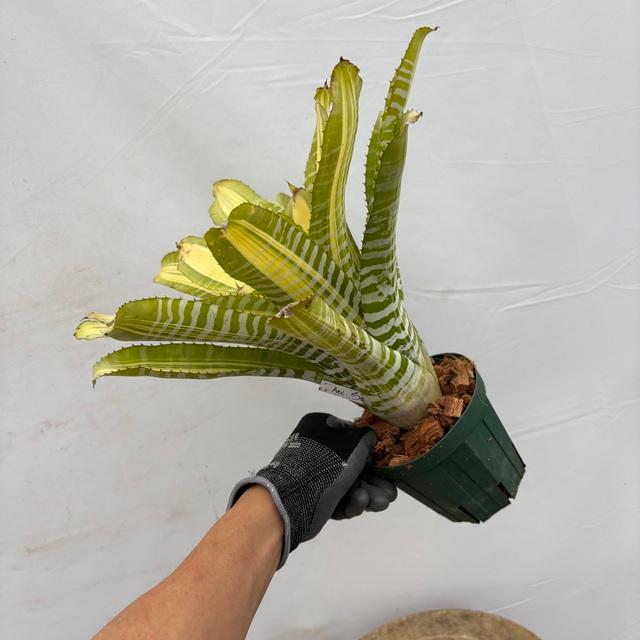 現品) エクメア チャンティニー 'サムライ' (No.62511) (観葉植物