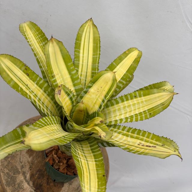 現品) エクメア チャンティニー 'サムライ' (No.62511) (観葉植物