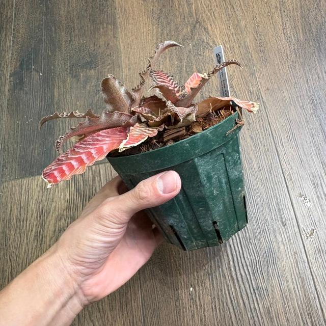 現品) クリプタンサス 'リサ ビンザント' (No.62528) (観葉植物