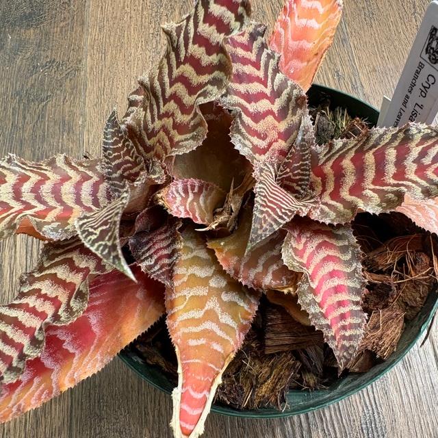 現品) クリプタンサス 'リサ ビンザント' (No.62528) (観葉植物