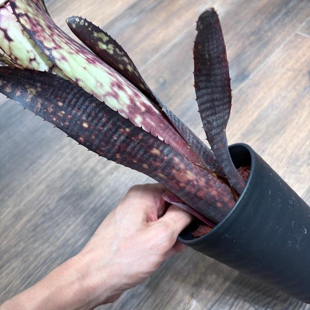 現品) ビルベルギア 'ブラックパール' (No.62544) (観葉植物 おしゃれ