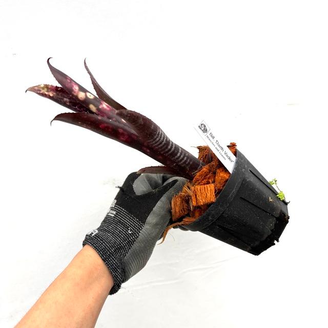 現品) ビルベルギア 'ダースベイダー' (No.62555) (観葉植物 おしゃれ