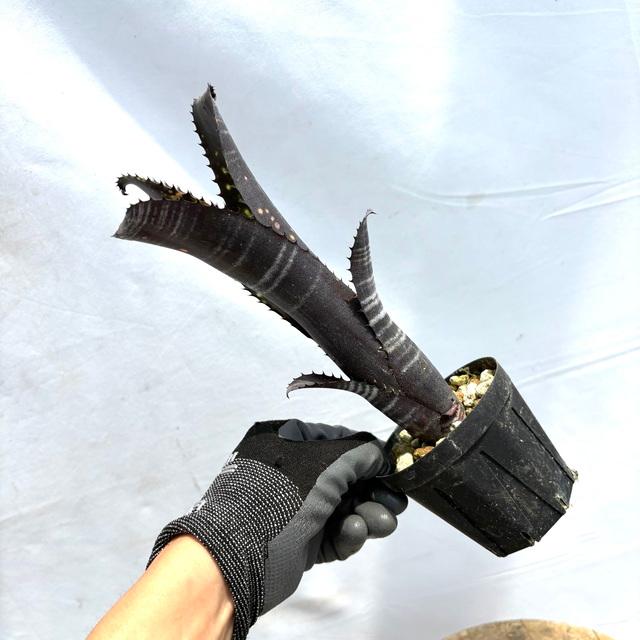 現品) ビルベルギア 'ダースベイダー' (No.62555) (観葉植物 おしゃれ