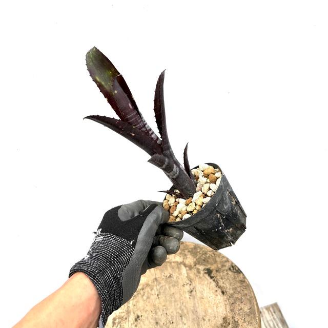 現品) ビルベルギア 'ダースベイダー' (No.62555) (観葉植物 おしゃれ