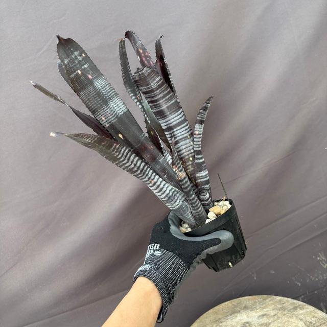 現品) ビルベルギア 'ダースベイダー' (No.62555) (観葉植物 おしゃれ