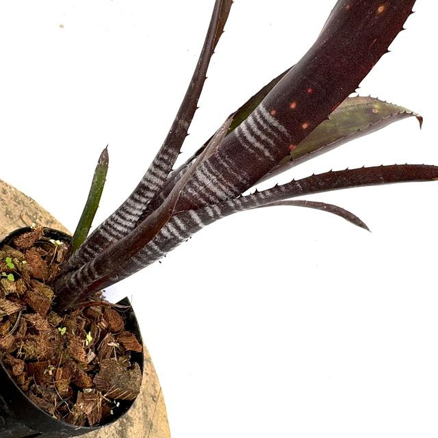 現品) ビルベルギア 'ダースベイダー' (No.62555) (観葉植物 おしゃれ