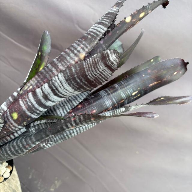 現品) ビルベルギア 'ダースベイダー' (No.62555) (観葉植物 おしゃれ