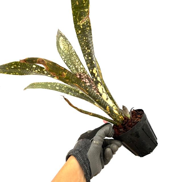 83597Billbergia Talbot fruit cakeなど2点 現品) ビルベルギア 'タルボットフルーツケーキ' (No.62556) (観葉植物
