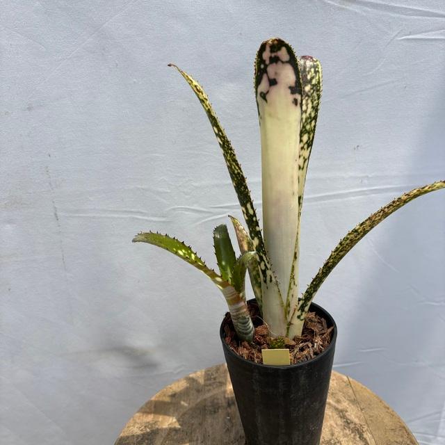 現品) ビルベルギア 'ブラボー' (No.62558) (観葉植物 おしゃれ 壁掛け