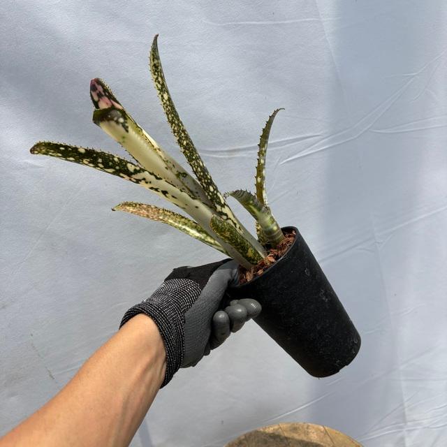 現品) ビルベルギア 'ブラボー' (No.62558) (観葉植物 おしゃれ 壁掛け