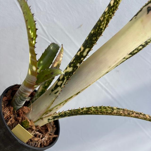 現品) ビルベルギア 'ブラボー' (No.62558) (観葉植物 おしゃれ 壁掛け