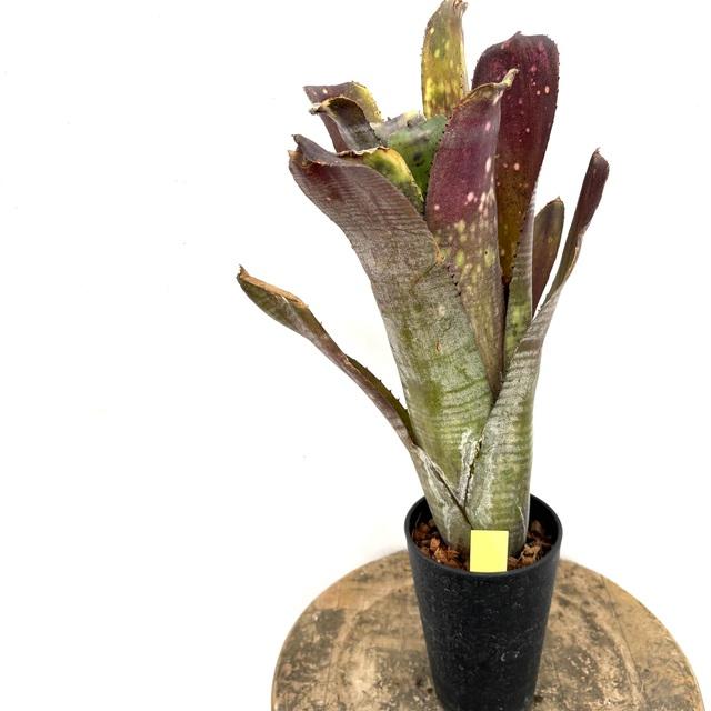 ブロメリア・エアープランツ Billbergia Mucho Mas 現品) ビルベルギア 'ムーチョマス' (No.62588) (観葉植物 おしゃれ