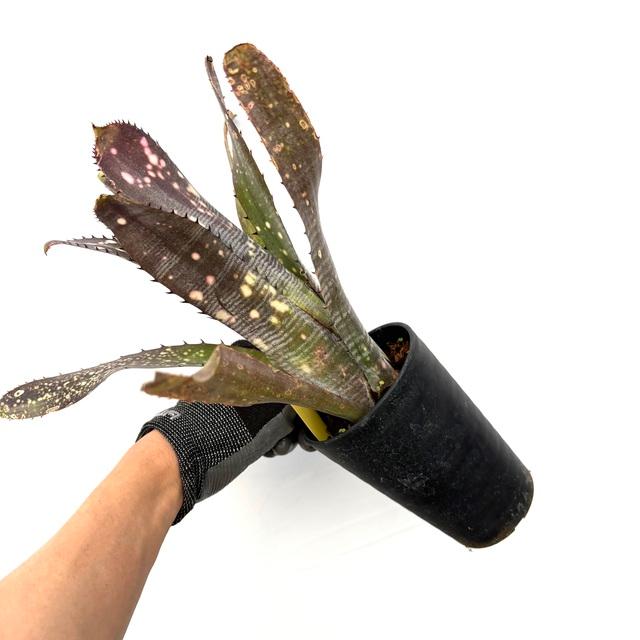 現品) ビルベルギア 'コーランパープルピラニア' (No.62592) (観葉植物