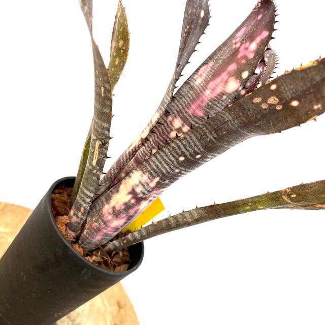 Billbergia sanderiana〔ビルベルギア〕現品発送B318 Billbergia