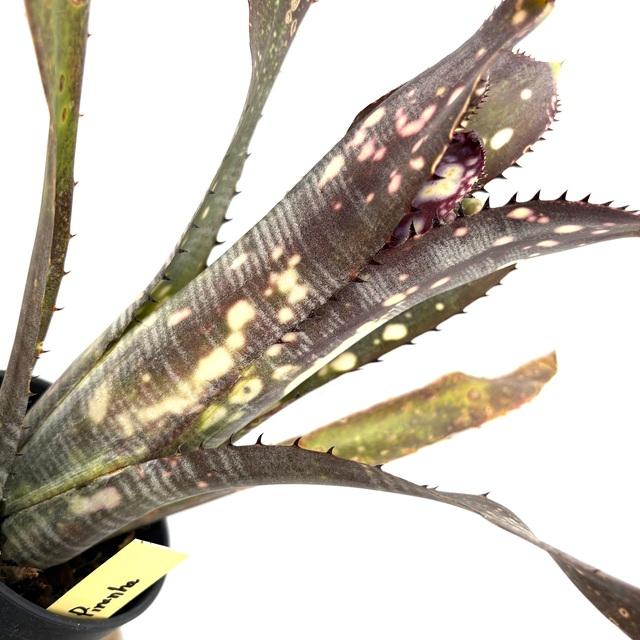 現品) ビルベルギア 'コーランパープルピラニア' (No.62592) (観葉植物