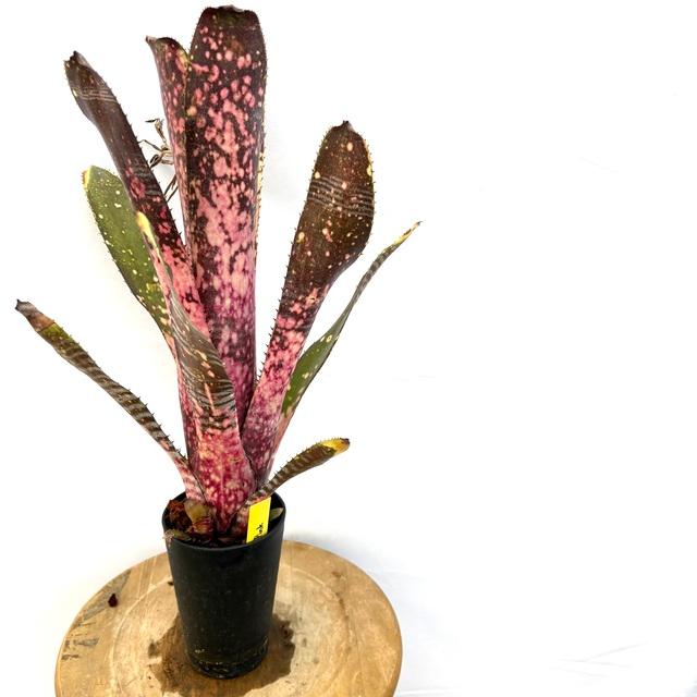 ブロメリア・エアープランツ Billbergia Grand Pink 現品) ビルベルギア 'グランドピンク' (No.62602) (観葉植物 おしゃれ