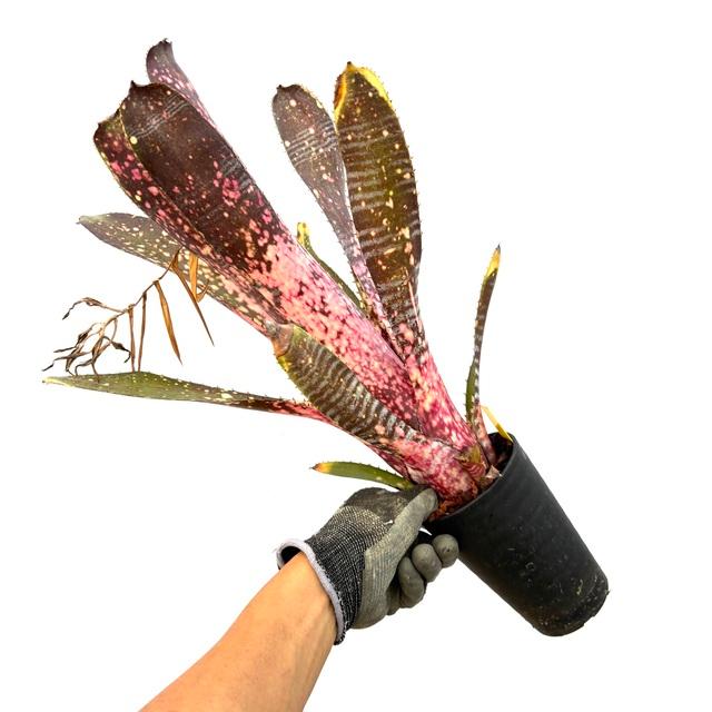 現品) ビルベルギア 'グランドピンク' (No.62602) (観葉植物 おしゃれ