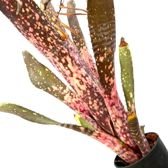 現品) ビルベルギア 'グランドピンク' (No.62602) (観葉植物 おしゃれ
