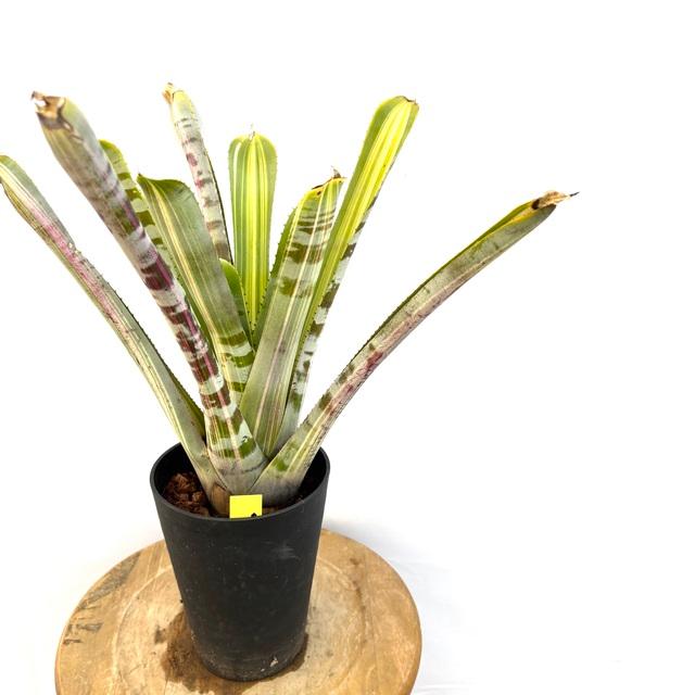 現品) エクメア ゼブリナ オレンジ (No.62603) (観葉植物 おしゃれ