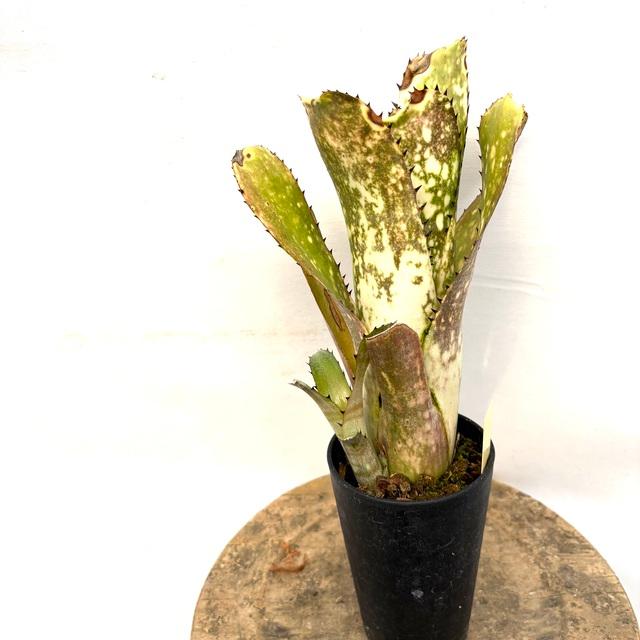 現品) ビルベルギア 'カハカイ' (No.62656) (観葉植物 おしゃれ 壁掛け