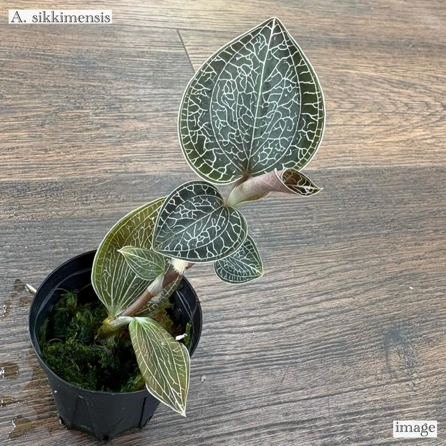 アネクトキルス シッキメンシス (ジュエルオーキッド 宝石蘭 熱帯植物