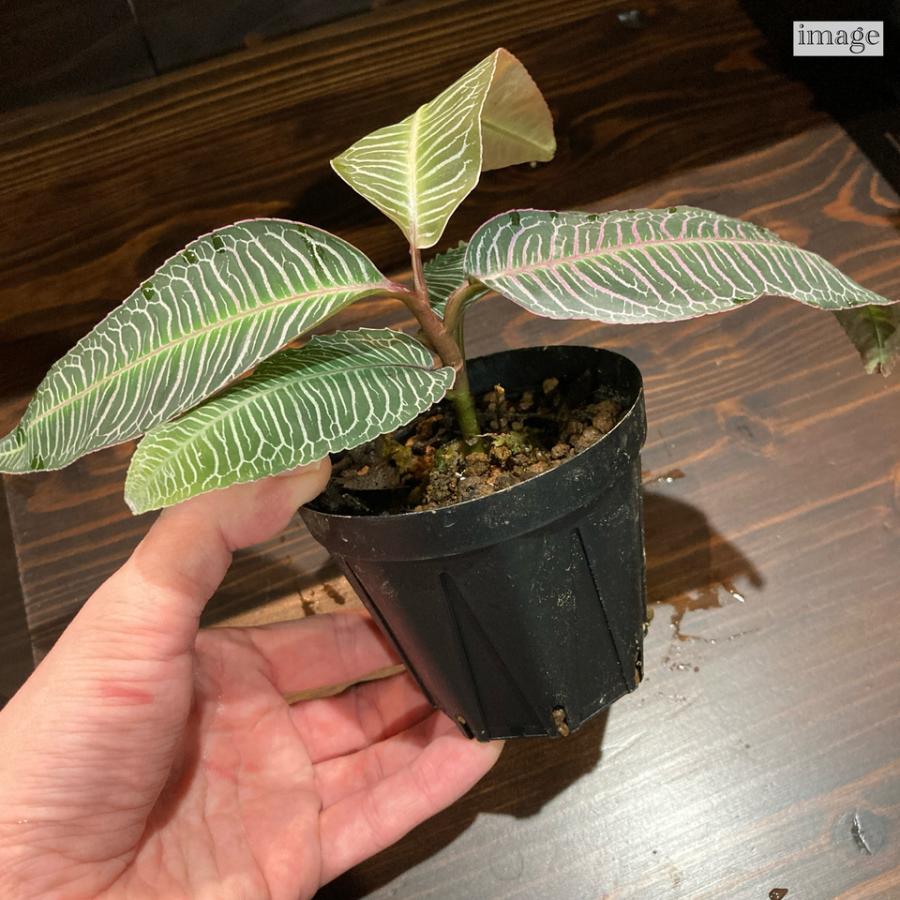 ラビシア sp ピンクベイン (熱帯植物 ビバリウム テラリウム