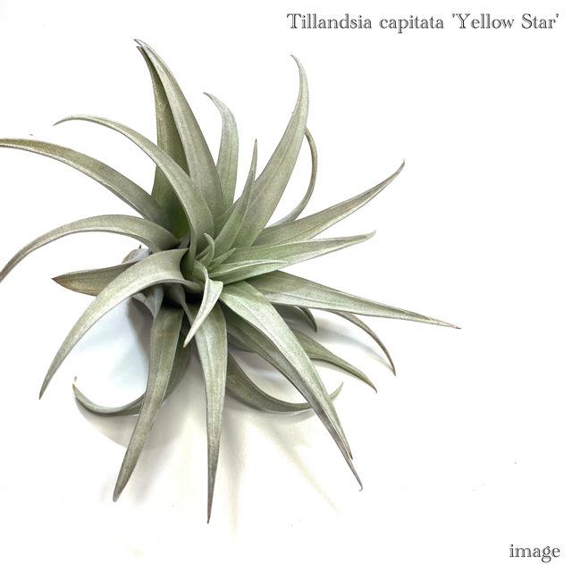 送料無料 チランジア カピタータ イエロースター エアープランツ ティランジア 観葉植物 おしゃれ 壁掛け インテリア ミニ 小型 吊り下げ 室内 Capy342 エアープランツ専門店b L 通販 Yahoo ショッピング