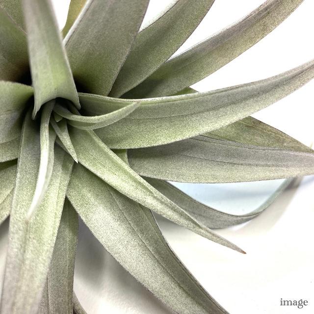 送料無料 チランジア カピタータ イエロースター エアープランツ ティランジア 観葉植物 おしゃれ 壁掛け インテリア ミニ 小型 吊り下げ 室内 Capy342 エアープランツ専門店b L 通販 Yahoo ショッピング