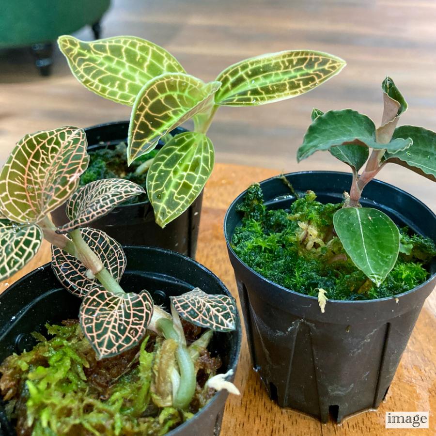 送料無料) ジュエルオーキッド おまかせ 3種 セット (宝石蘭 観葉植物