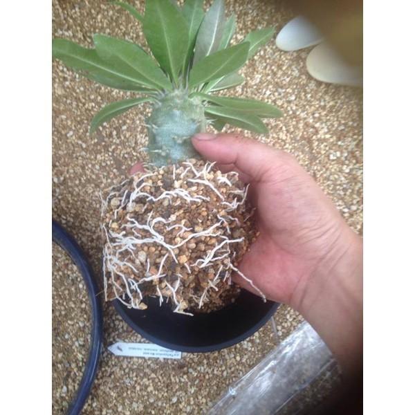 BSM3 ベストソイルミックス3L1袋 Best Soil Mix バンクスコレクション
