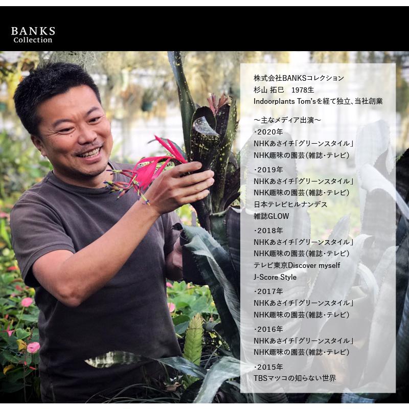 LPL ロングポット大 単品 BC バンクスコレクション プラ鉢 : BANKS