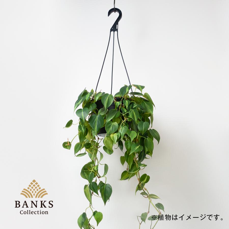 HPL ハンギングポット大 単品 BC プラ鉢 バンクスコレクション｜bankscollection｜03