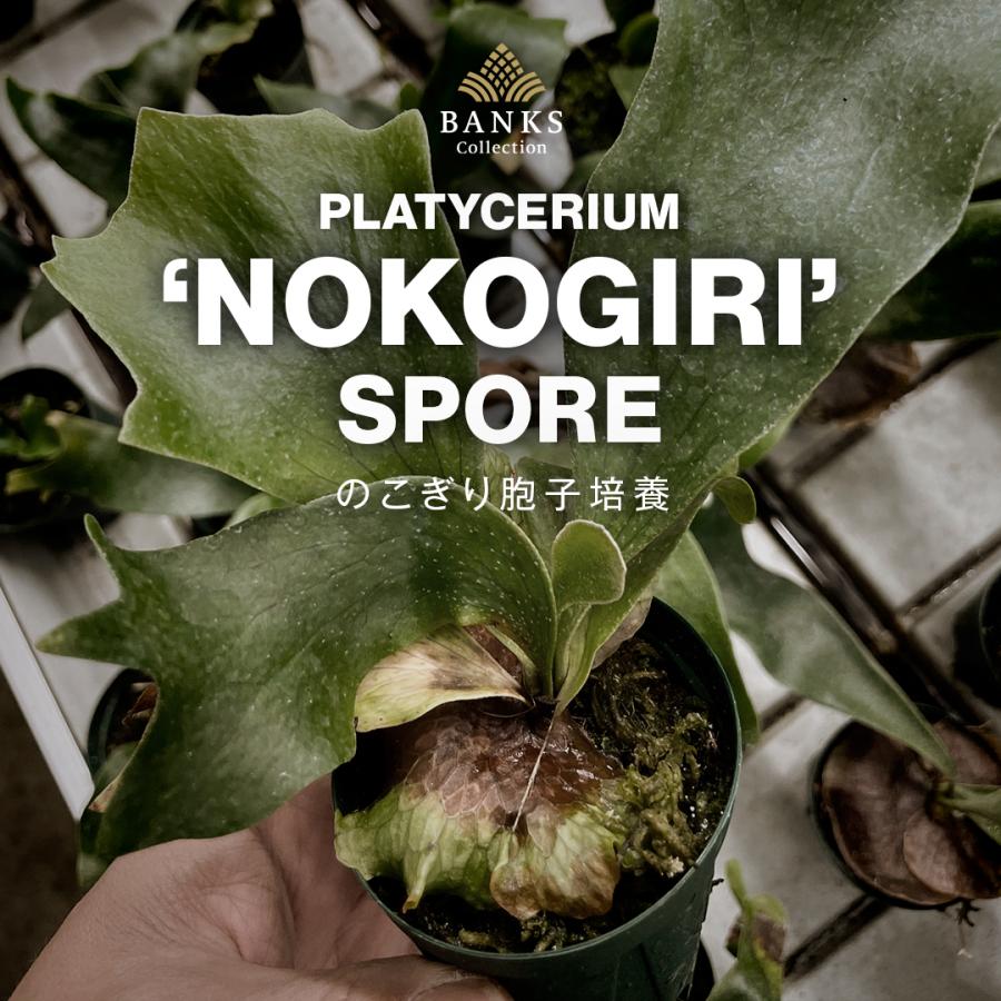 数量限定 一般販売 追加 21年6月販売品種 ビカクシダ ノコギリ胞子培養 2105 Nokogiri Open Banksコレクション Yahoo 店 通販 Yahoo ショッピング