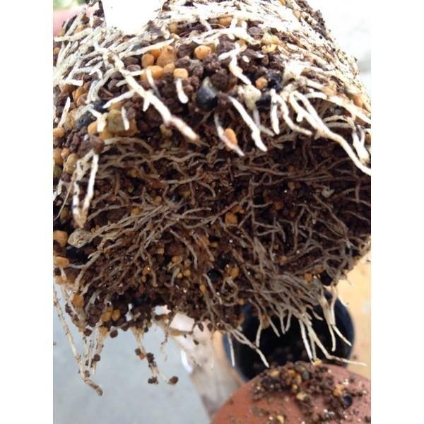 BSM3-6 ベストソイルミックス3L6袋 Best Soil Mix バンクス