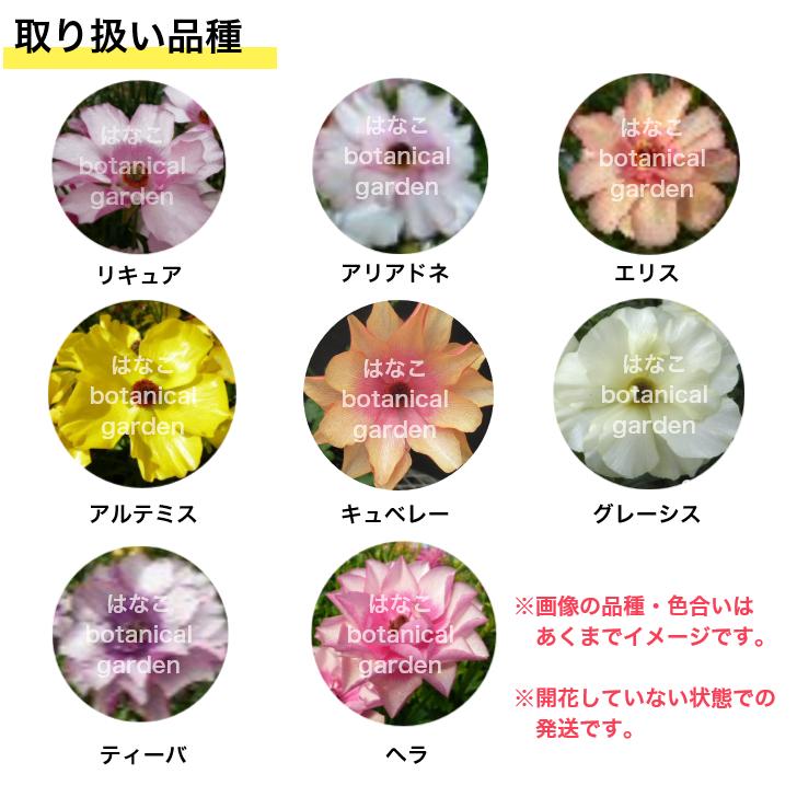 数量限定】ラナンキュラス ラックス 3.5号ロングポット ガーデニング
