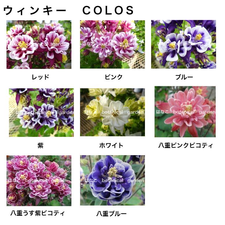 西洋オダマキ ウィンキー 選べる5ポットセット : はなこ