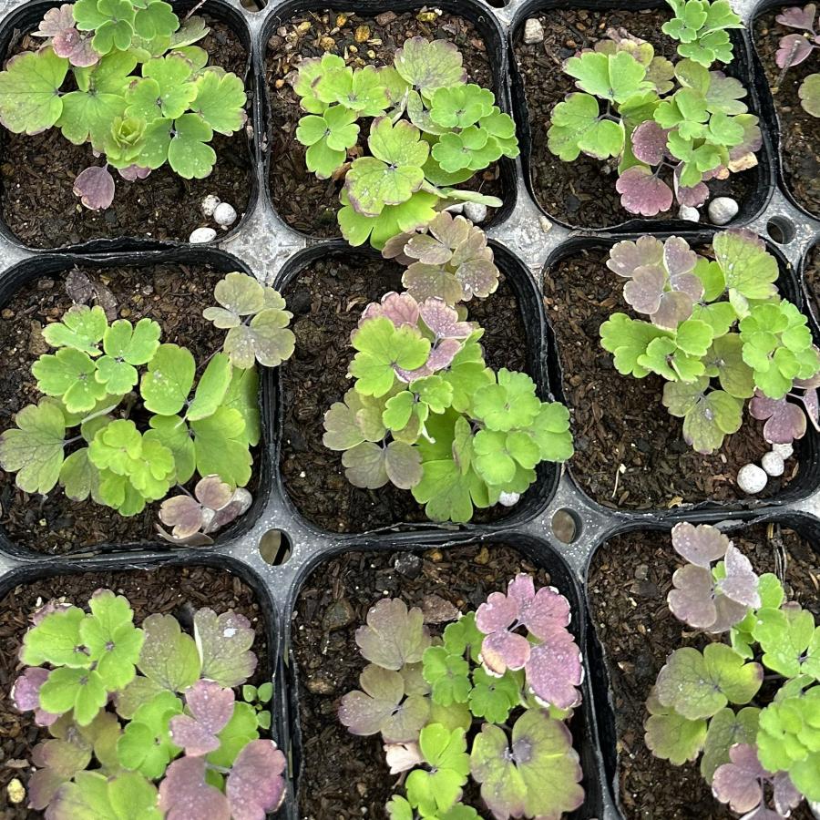 西洋オダマキ ウィンキー 選べる5ポットセット : はなこ