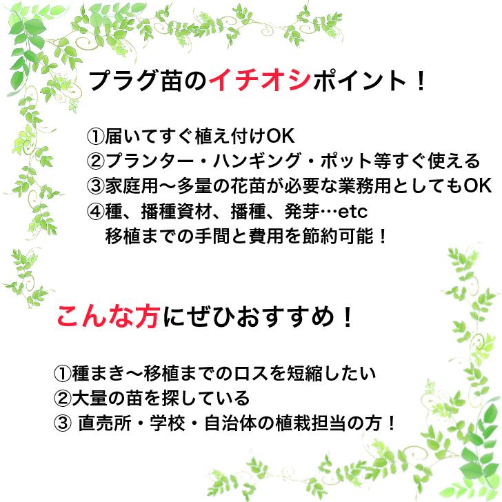 【花のセル苗】選べるトルコキキョウ　トルコギキョウ　トルコ桔梗　ユーストマ　406穴380本　切り花　生産者向け｜banshoku｜06