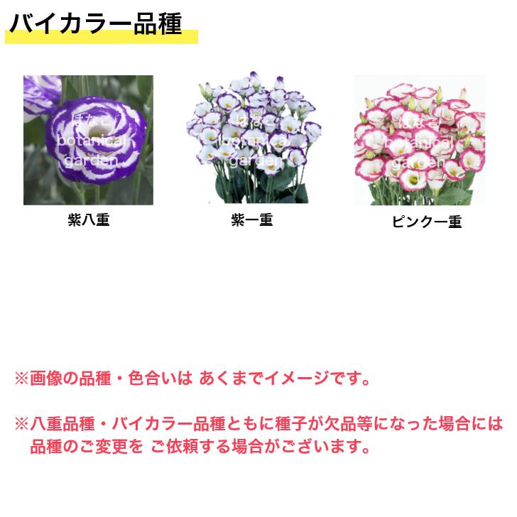 花のセル苗】選べるトルコキキョウ トルコギキョウ トルコ桔梗 花のセル苗】選べるトルコキキョウ トルコギキョウ トルコ桔梗