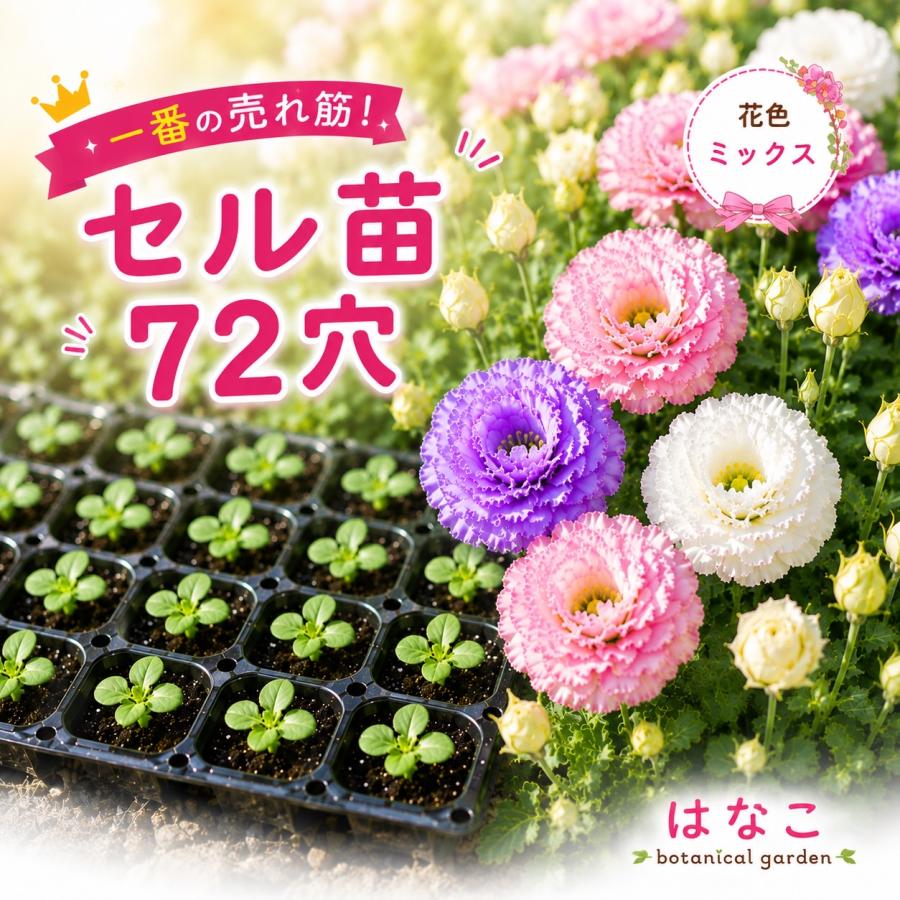 花のセル苗】プラグ苗 トルコギキョウ (ユーストマ) ミックス トルコ