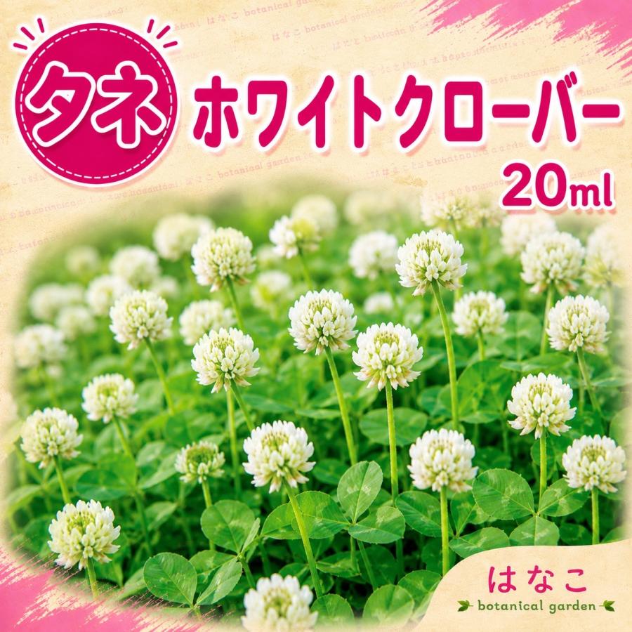 【花のタネ・種】ホワイトクローバー 20ml 養蜂 ガーデニング 緑化 越年草 緑肥 ミツバチ 四つ葉のクローバー 景観用作物 土壌改良 ...